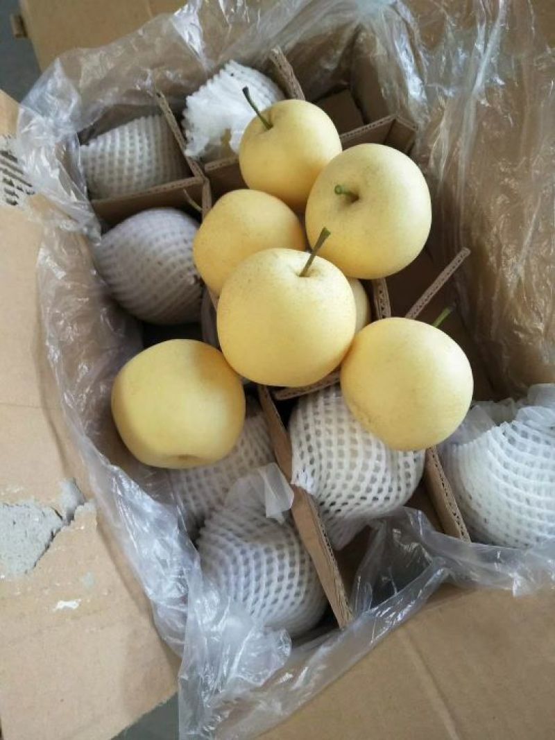 [精品]河北皇冠梨，大量上市中，产地直发，价格优惠