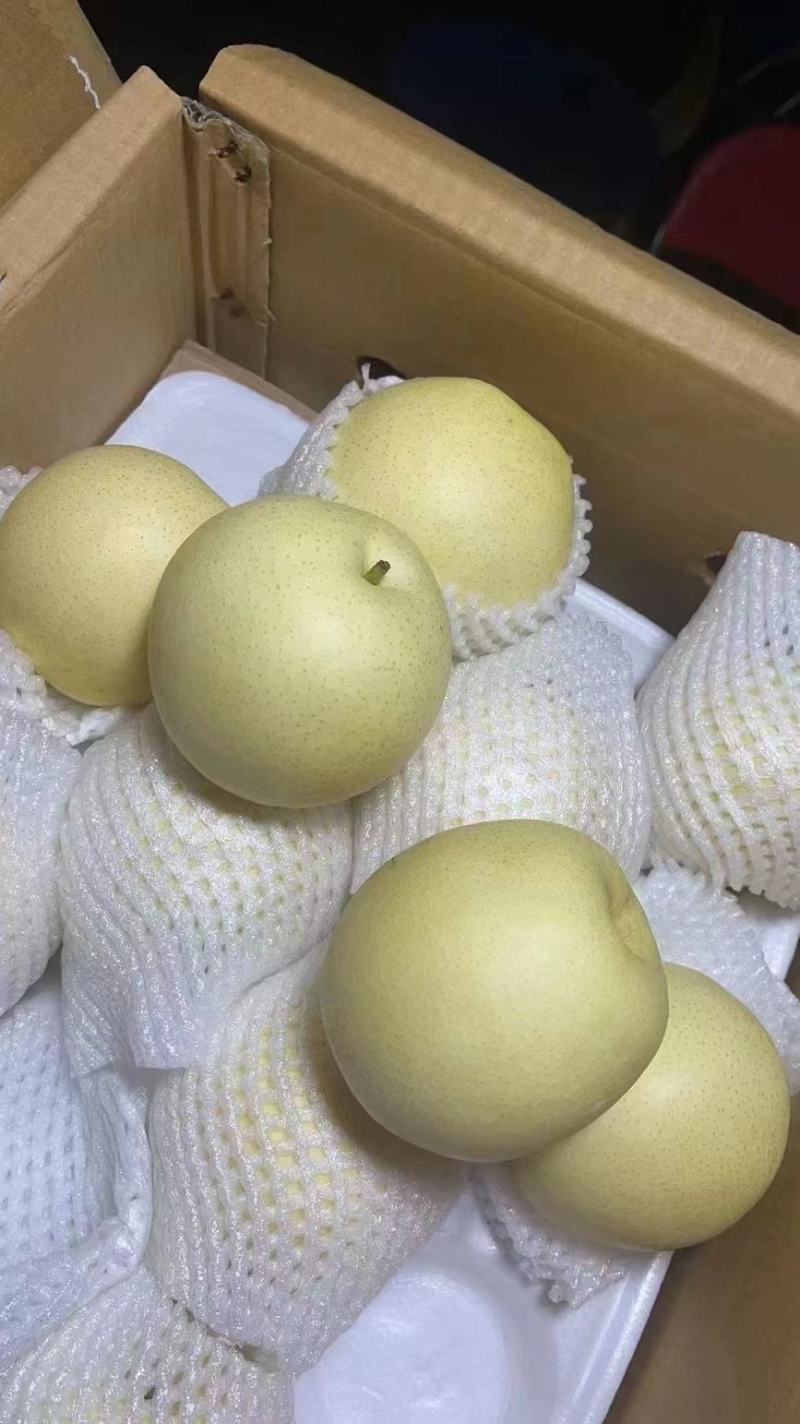 [精品]河北皇冠梨，大量上市中，产地直发，价格优惠