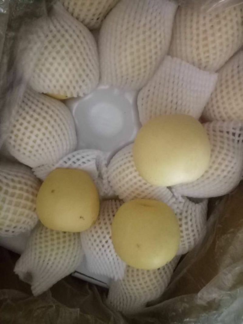 [精品]河北皇冠梨，大量上市中，产地直发，价格优惠