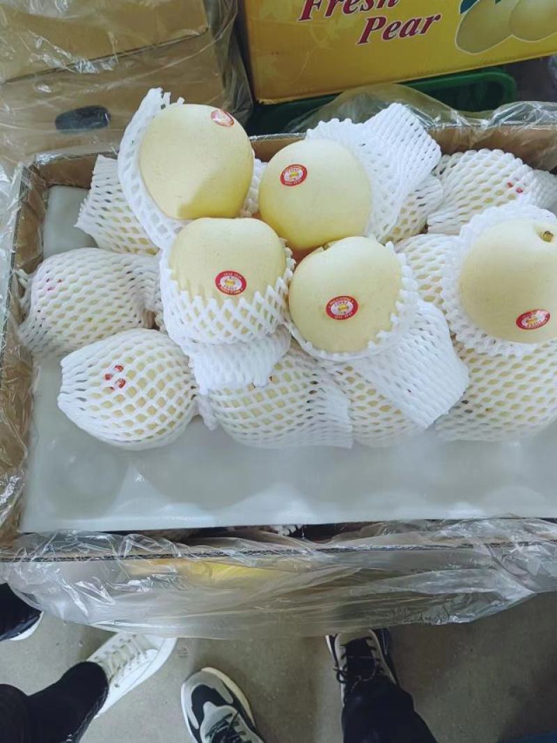 [精品]河北皇冠梨，大量上市中，产地直发，价格优惠
