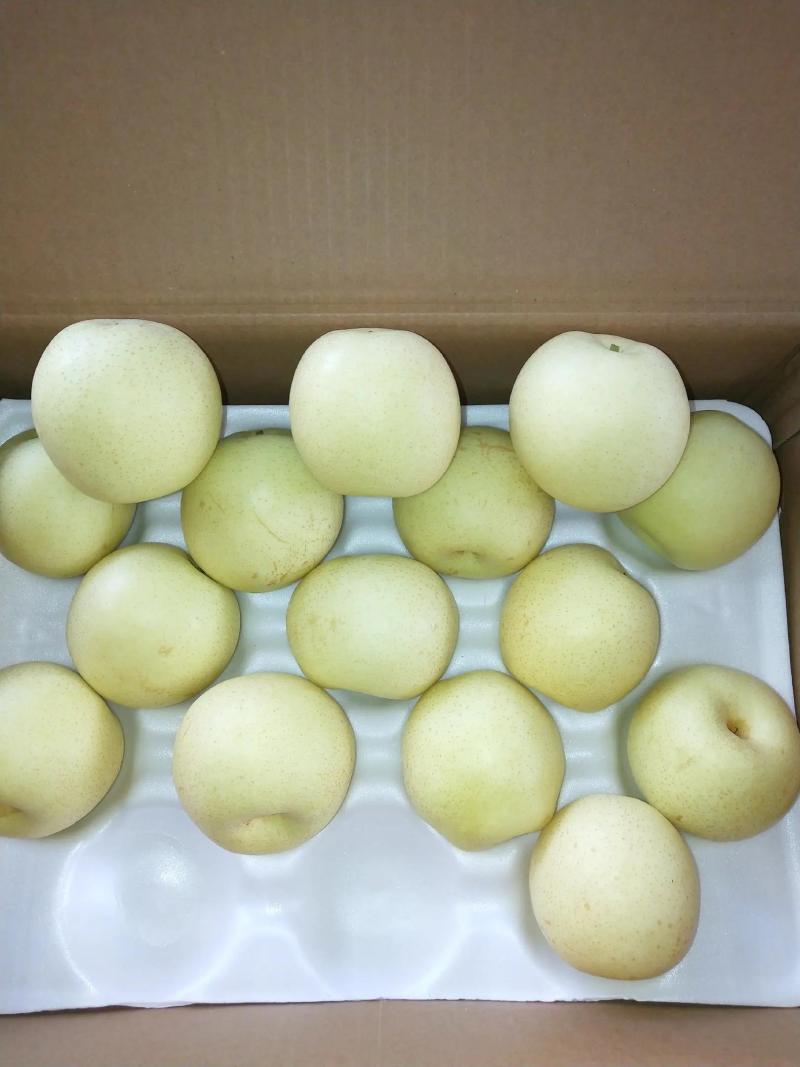 [精品]河北皇冠梨，大量上市中，产地直发，价格优惠