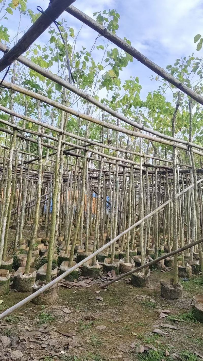 羊蹄甲3-10公分大量出售