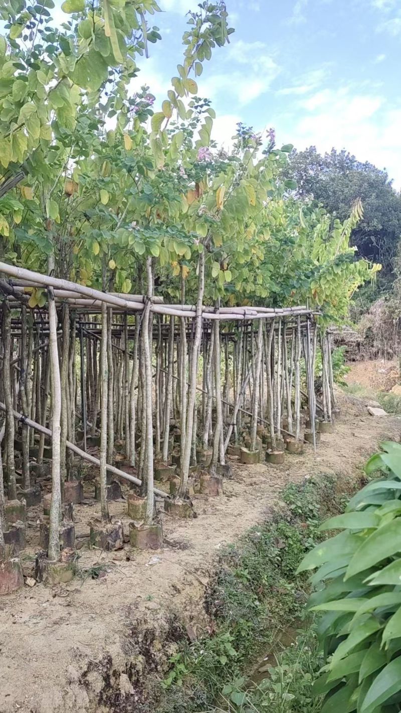 羊蹄甲3-10公分大量出售