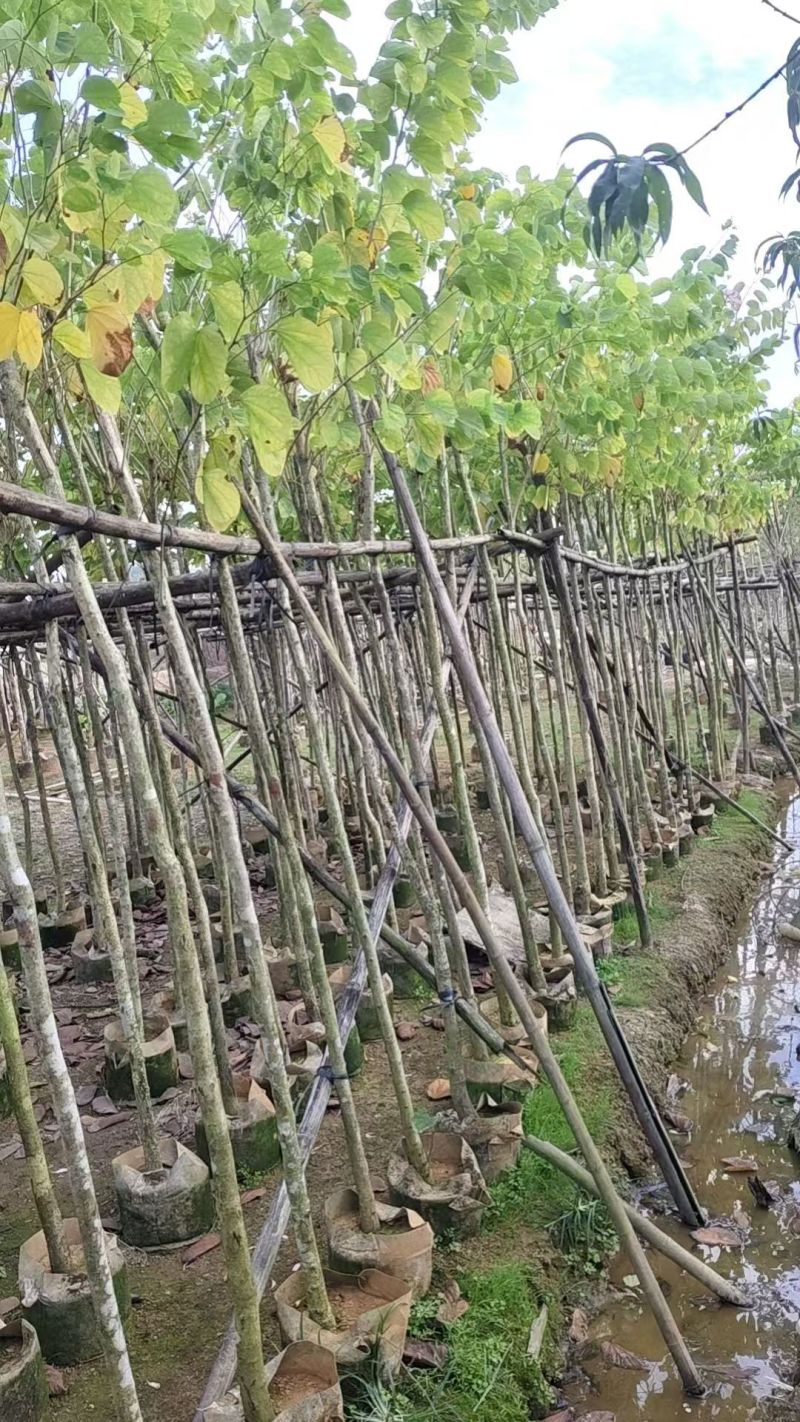 羊蹄甲3-10公分大量出售