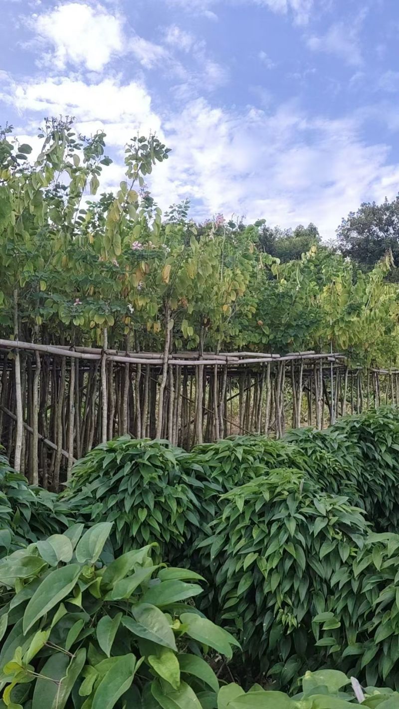 羊蹄甲3-10公分大量出售
