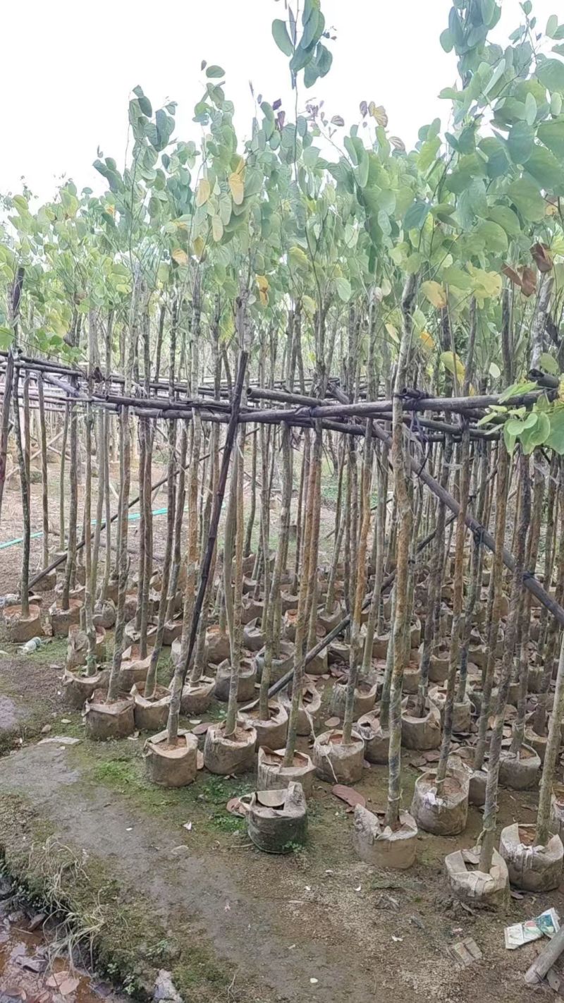 羊蹄甲3-10公分大量出售