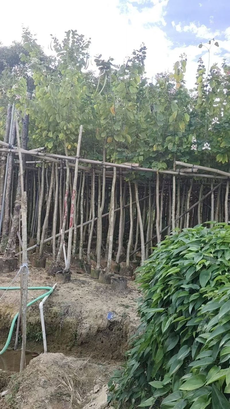 羊蹄甲3-10公分大量出售