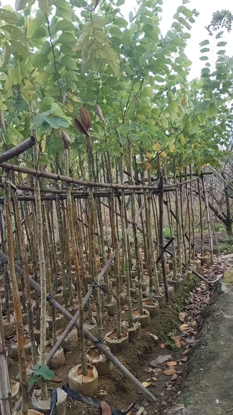 羊蹄甲3-10公分大量出售