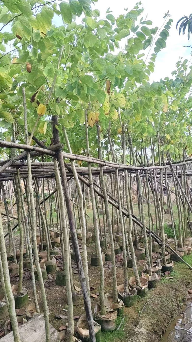 羊蹄甲3-10公分大量出售