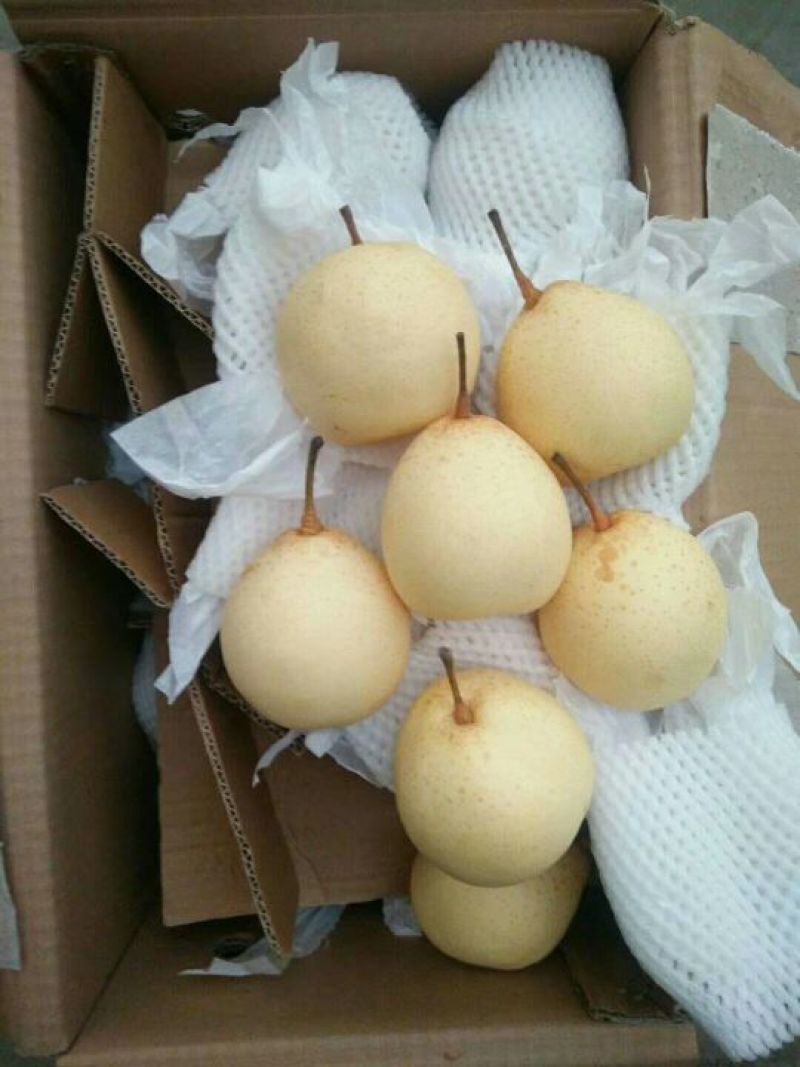河北赵县鸭梨，小鸭梨，口感脆甜，量大优惠，品质保证
