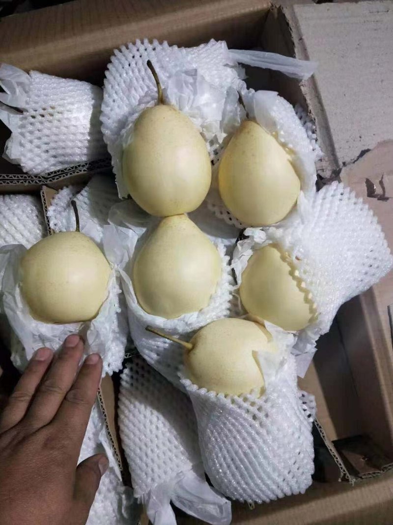 河北赵县鸭梨，小鸭梨，口感脆甜，量大优惠，品质保证