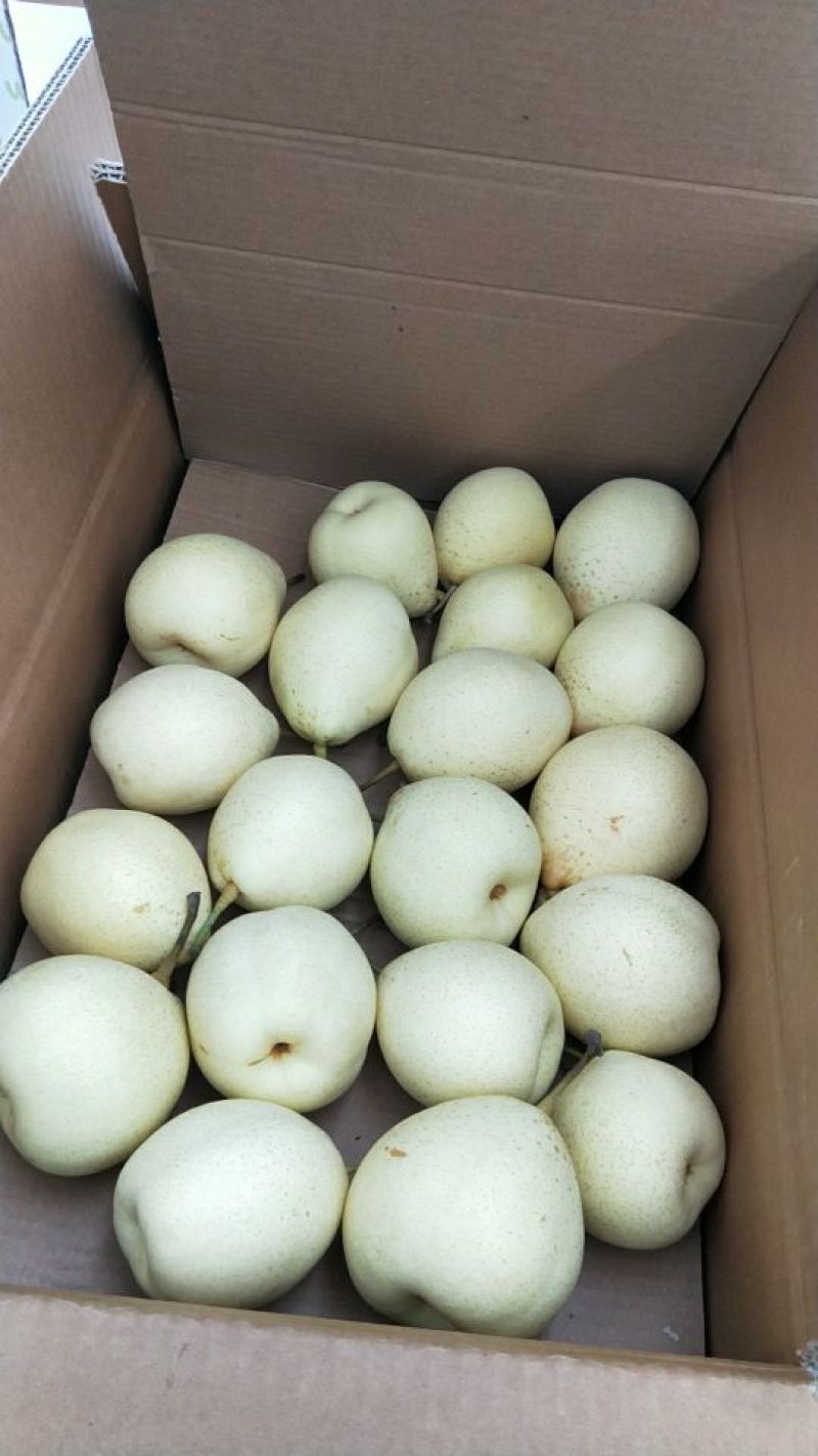 河北赵县鸭梨，小鸭梨，口感脆甜，量大优惠，品质保证