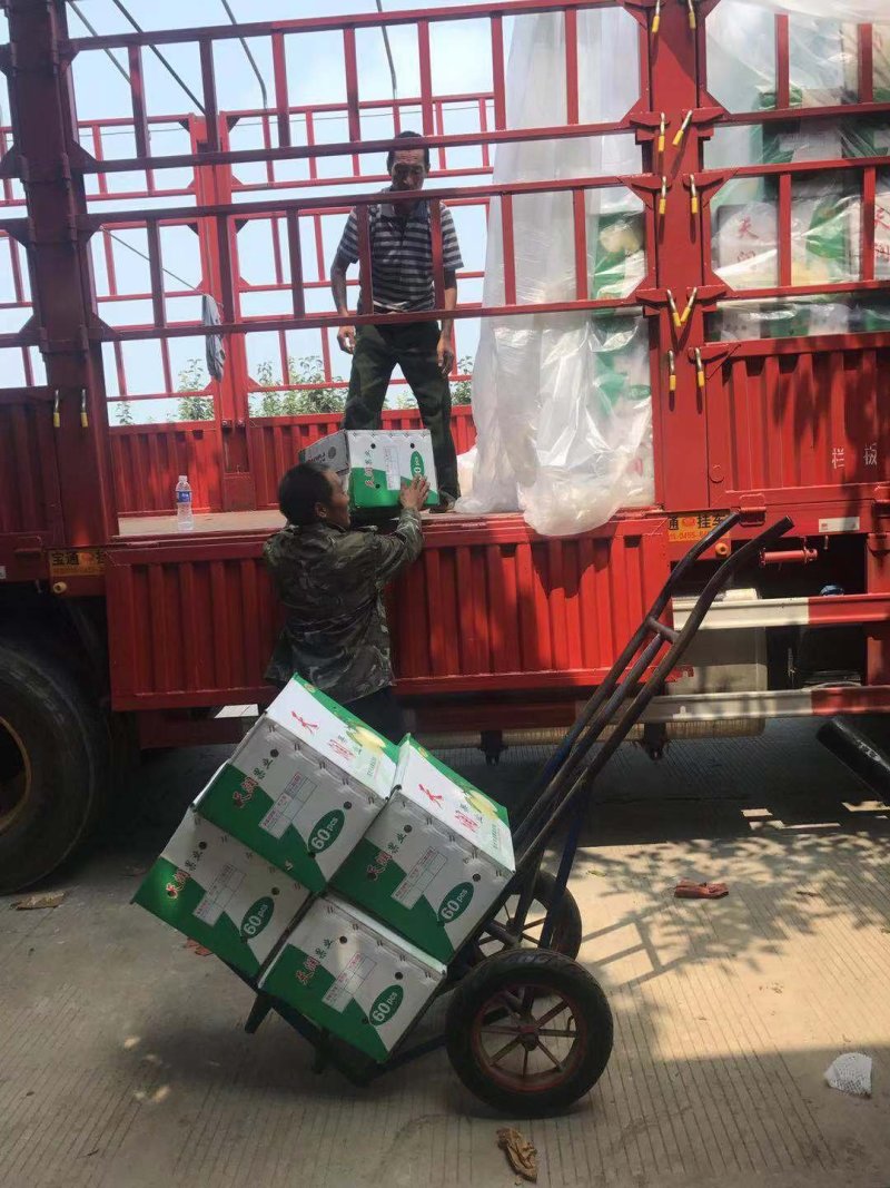 河北赵县鸭梨，小鸭梨，口感脆甜，量大优惠，品质保证