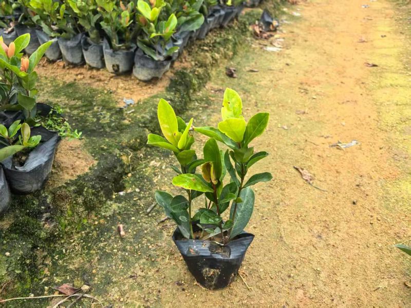 七斤袋龙船花大量出售