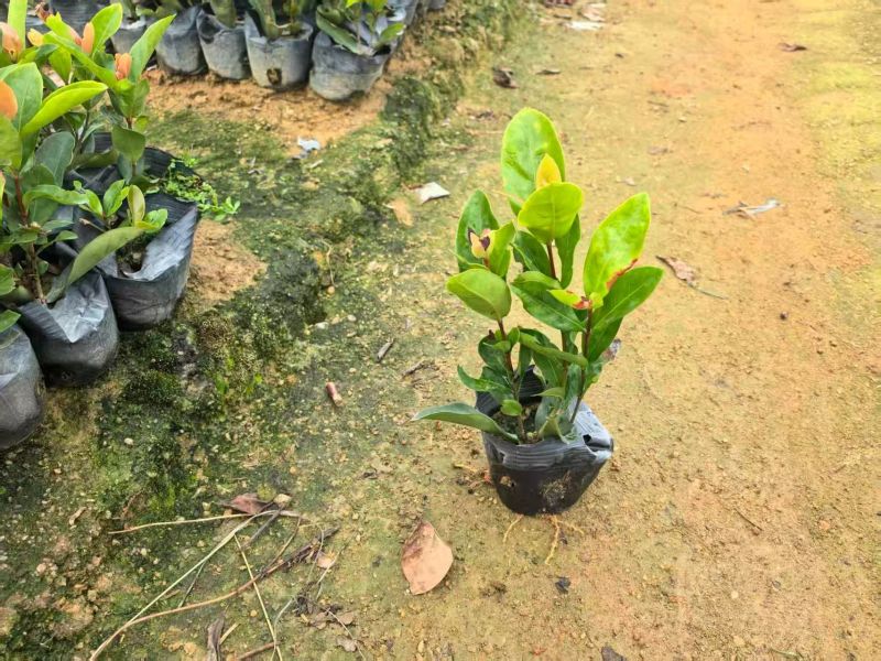 七斤袋龙船花大量出售