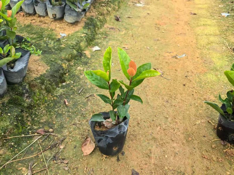 七斤袋龙船花大量出售