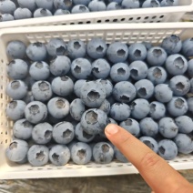 山东日照莒县蓝莓