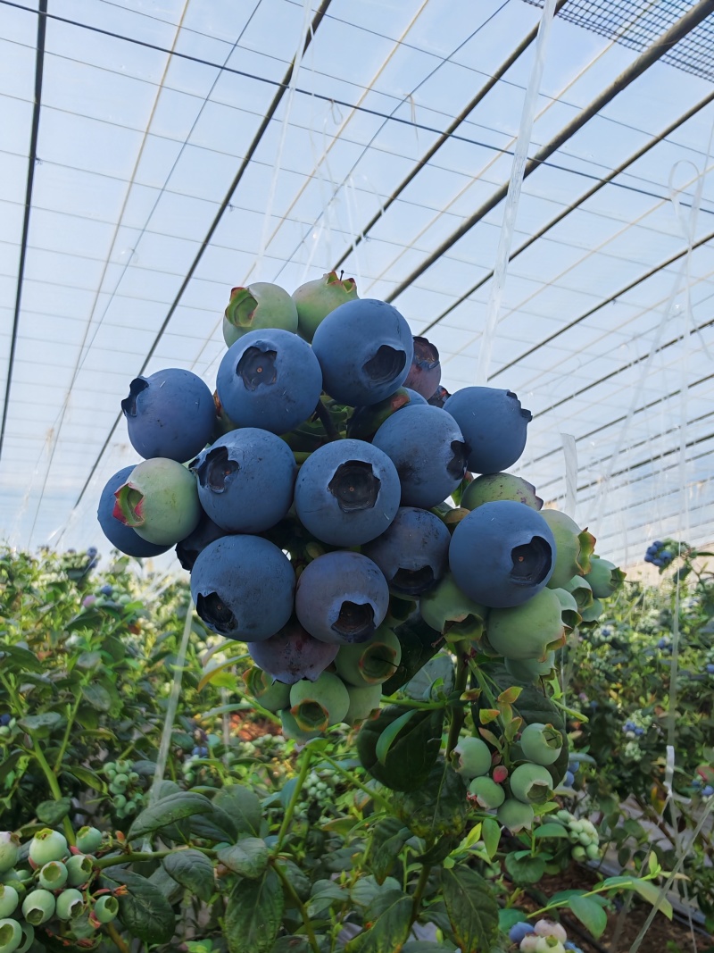山东日照莒县蓝莓