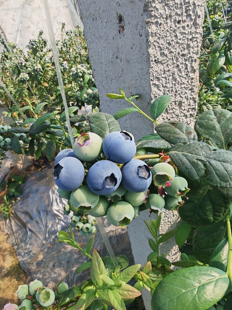 山东日照莒县蓝莓