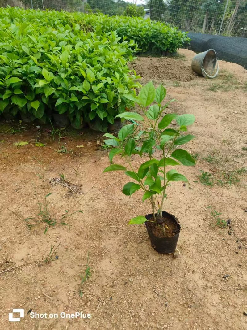 七斤袋大红花大量出售