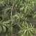 蛋黄果3-5公分大量出售