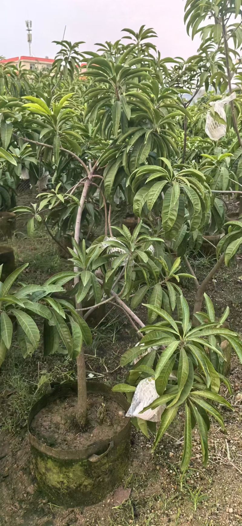 蛋黄果3-5公分大量出售