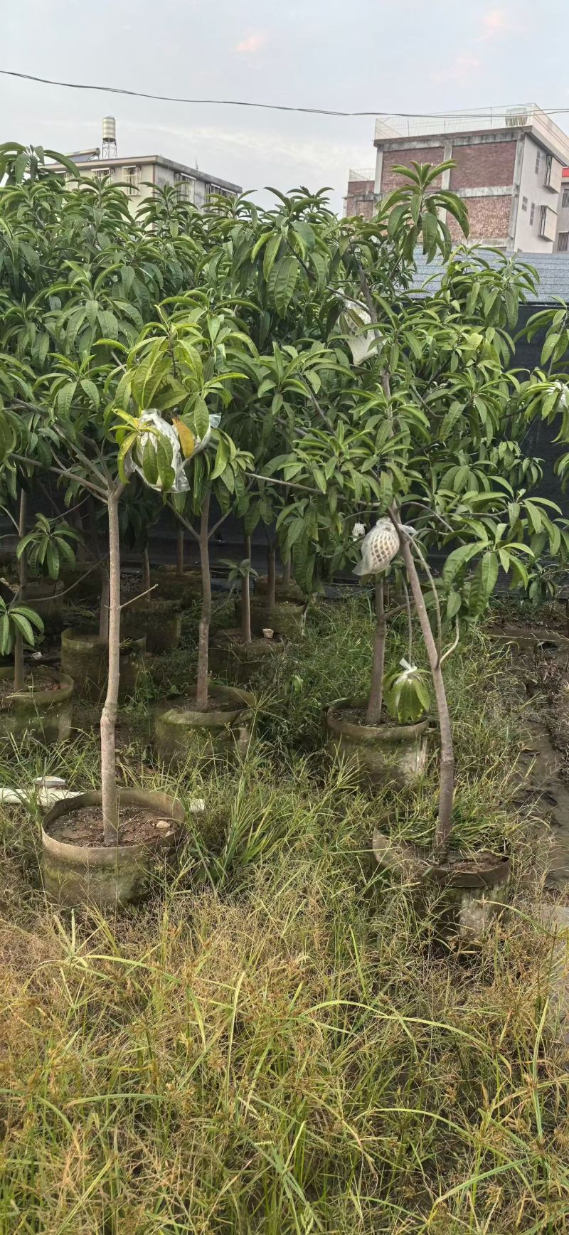 蛋黄果3-5公分大量出售