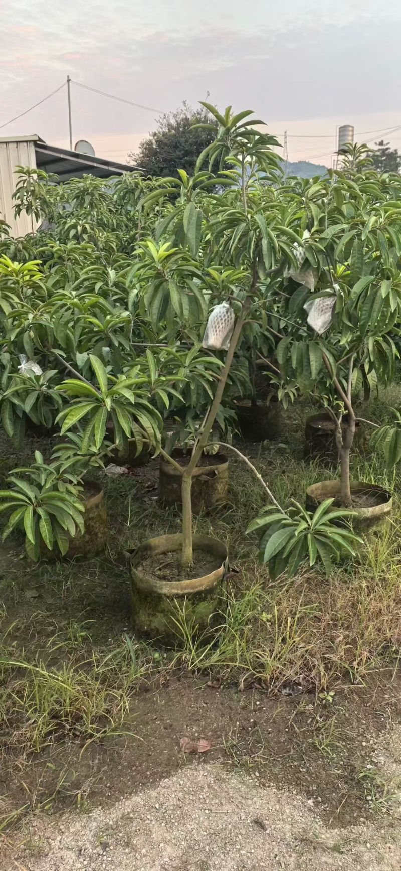 蛋黄果3-5公分大量出售