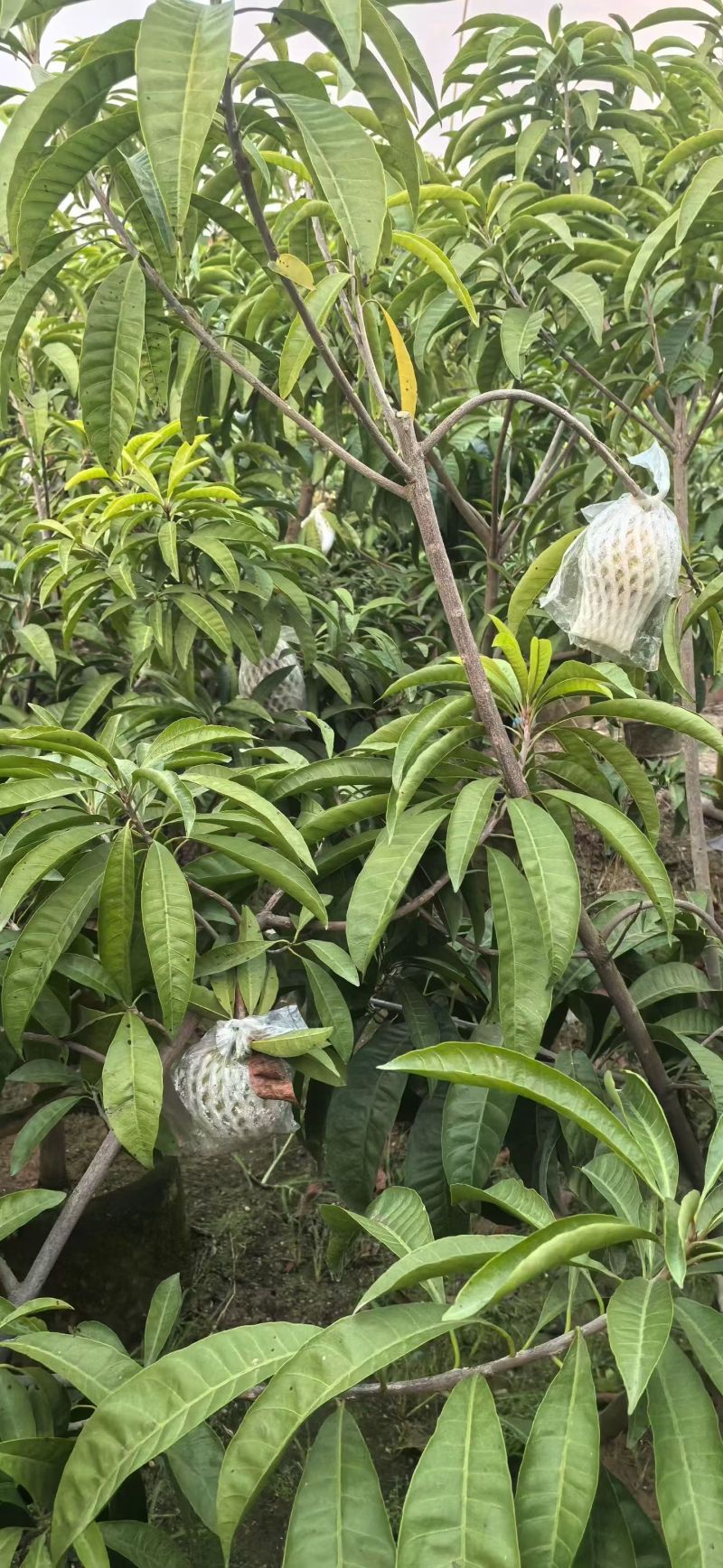 蛋黄果3-5公分大量出售