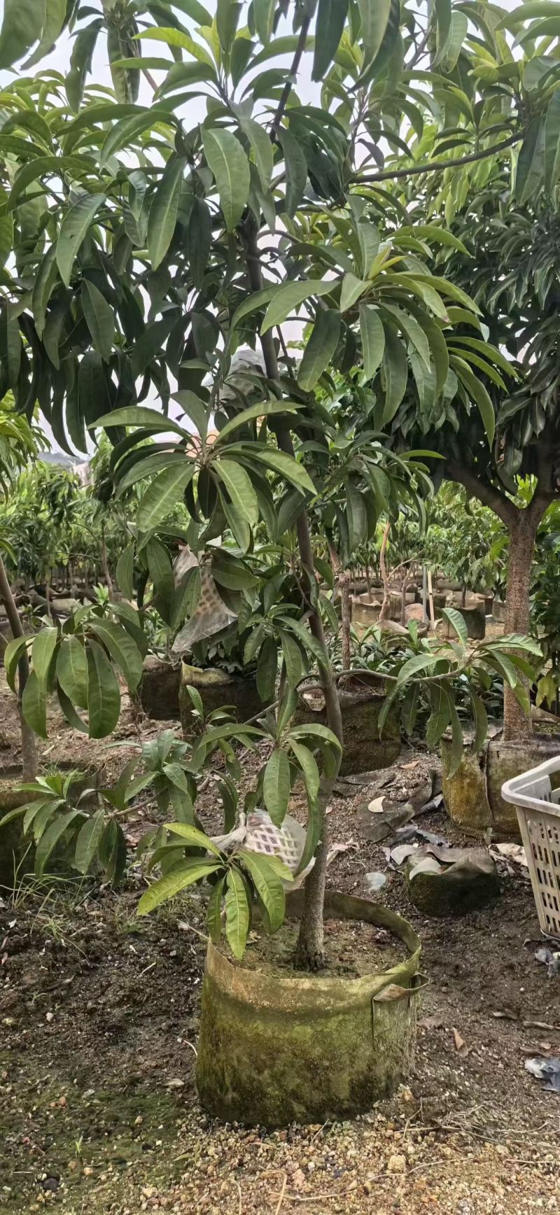 蛋黄果3-5公分大量出售
