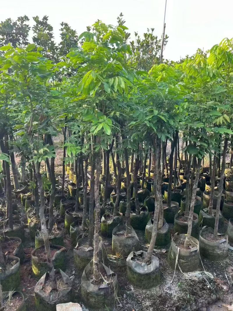 龙眼5-8公分大量出售