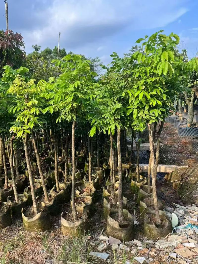 龙眼5-8公分大量出售