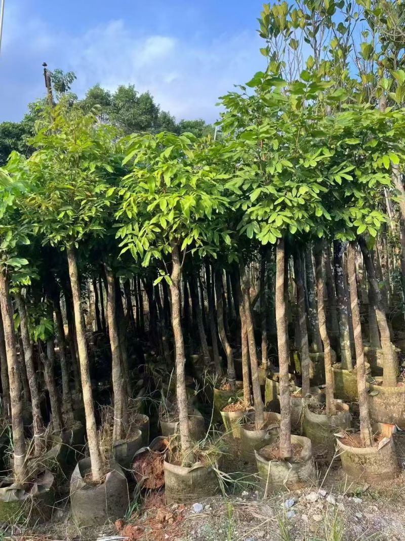 龙眼5-8公分大量出售