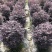 红花继木球50-80高大量出售