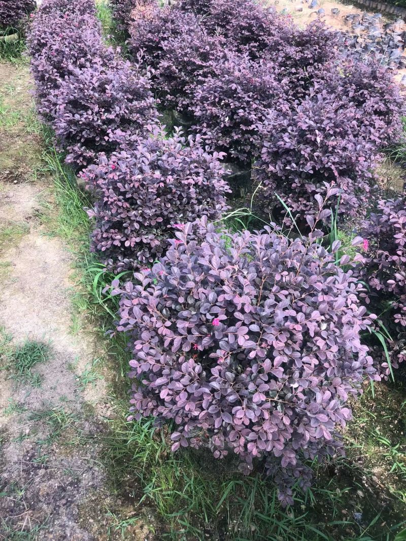 红花继木球50-80高大量出售