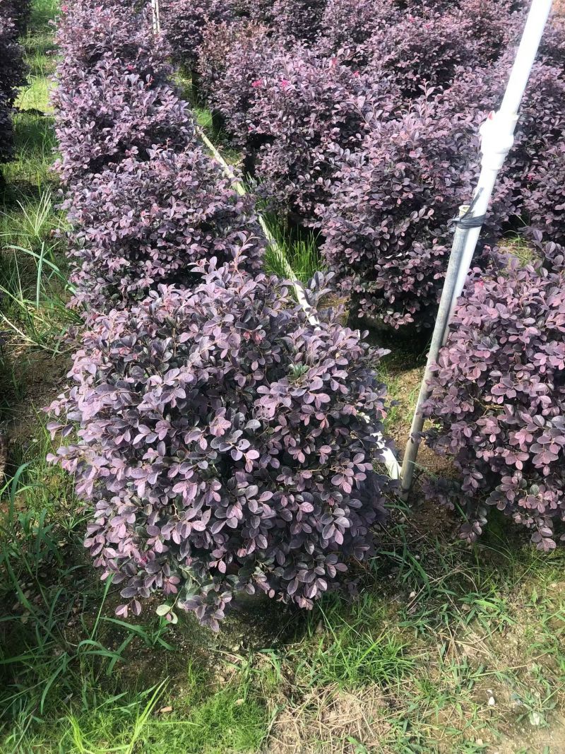 红花继木球50-80高大量出售