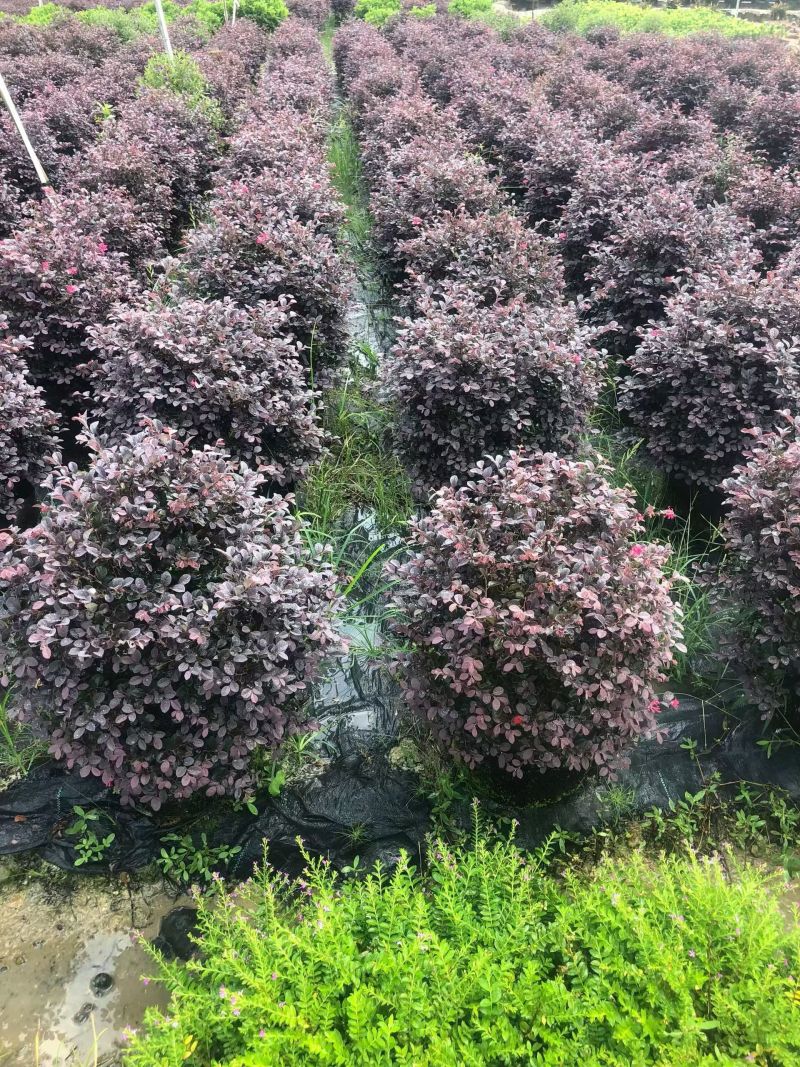 红花继木球50-80高大量出售