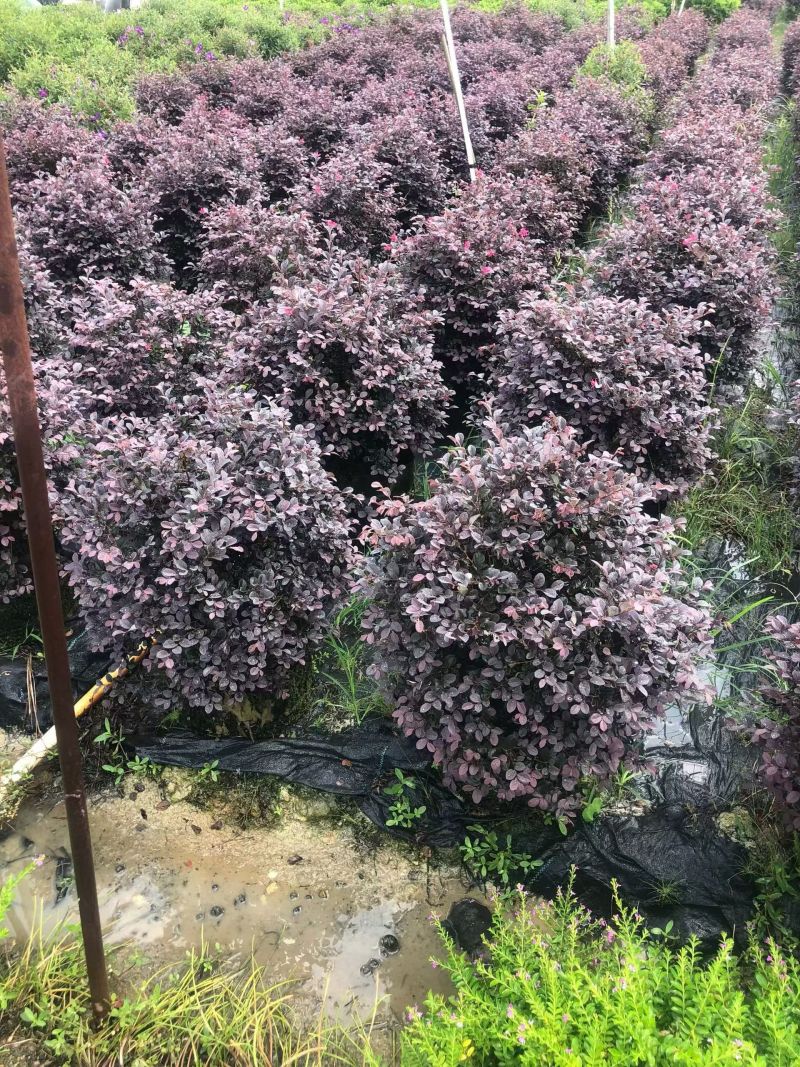 红花继木球50-80高大量出售