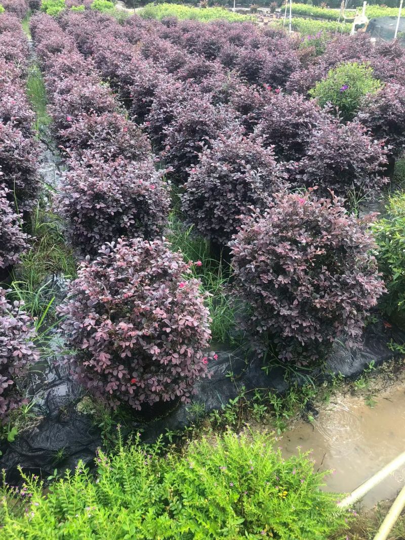 红花继木球50-80高大量出售