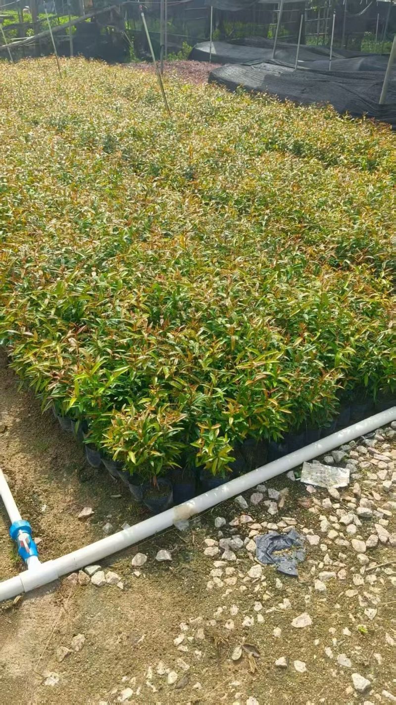 七斤袋红车大量出售