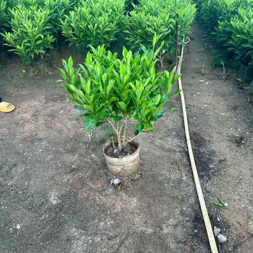 非洲茉莉40-80高大量出售