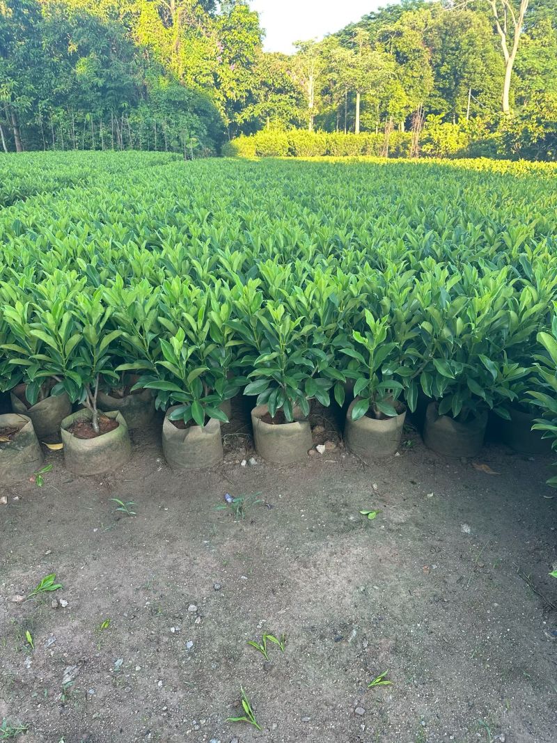 非洲茉莉40-80高大量出售