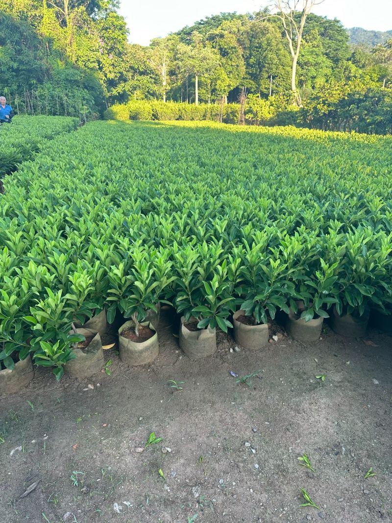非洲茉莉40-80高大量出售