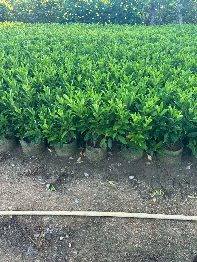 非洲茉莉40-80高大量出售