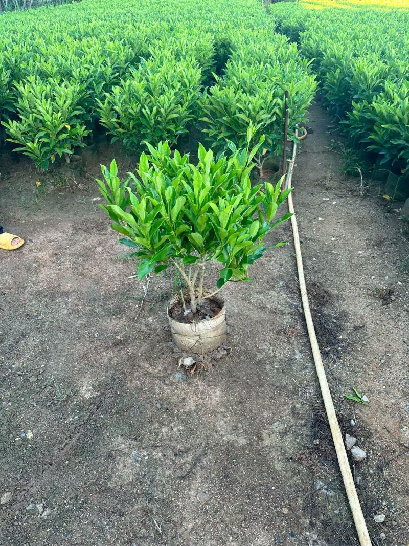 非洲茉莉40-80高大量出售