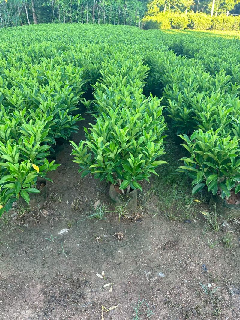 非洲茉莉40-80高大量出售