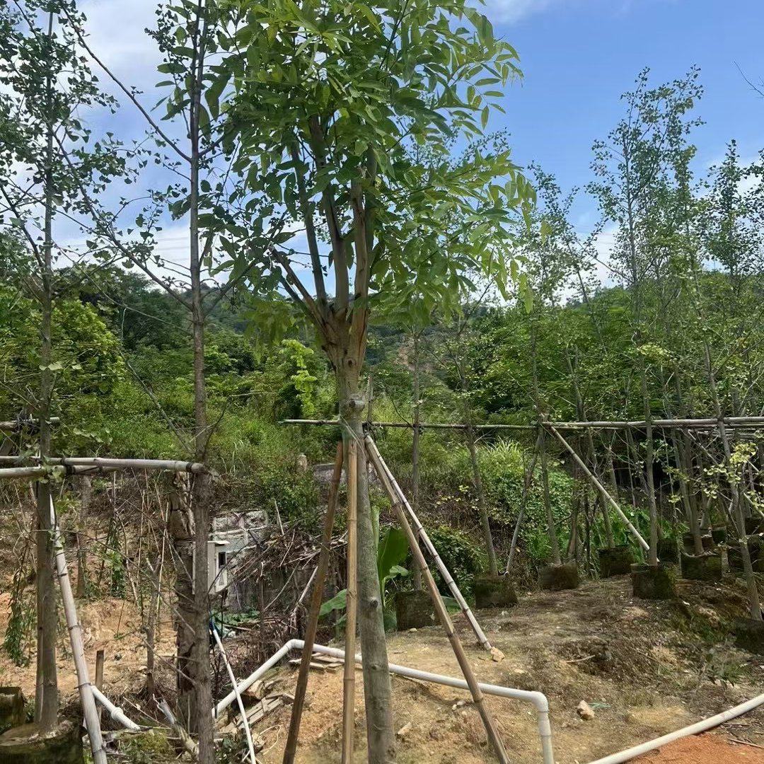 腊肠树8-12公分大量出售