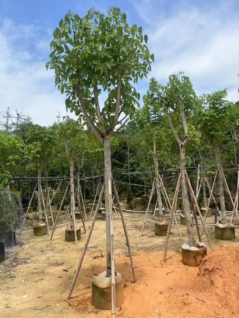腊肠树8-12公分大量出售