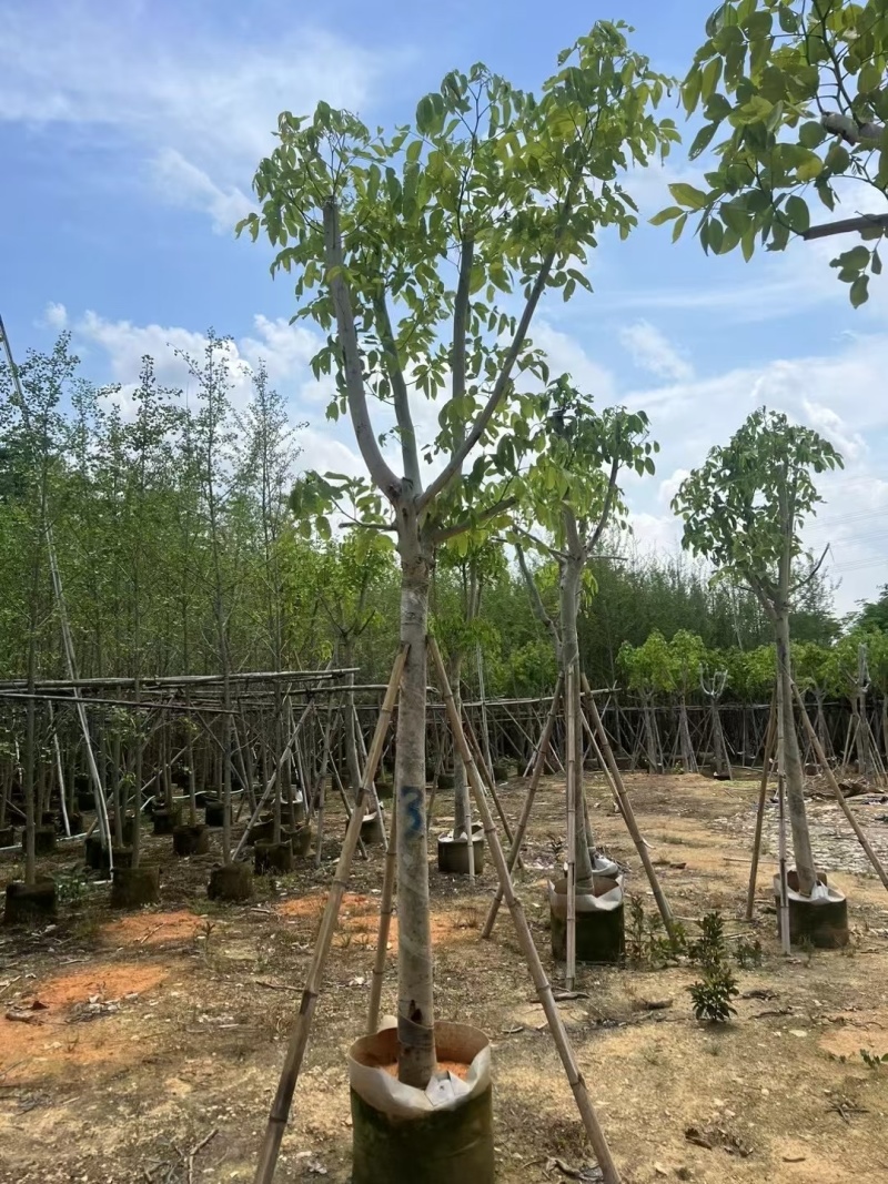 腊肠树8-12公分大量出售