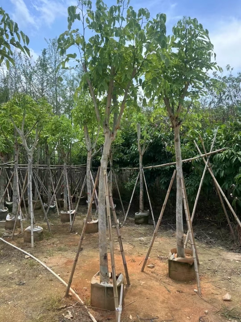 腊肠树8-12公分大量出售